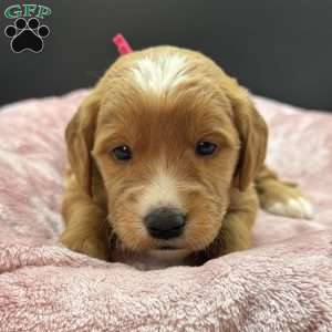 Cassie, Mini Goldendoodle Puppy